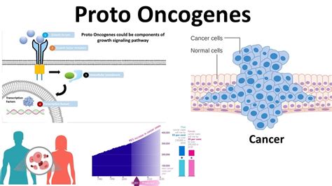 proto oncogenes: Genetic basis of cancer - YouTube