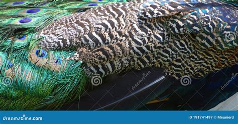 Peafowl feathers stock image. Image of elegance, brilliant - 191741497