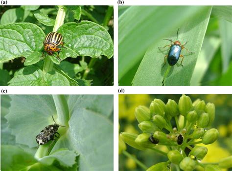 The examples of coleopteran pests of economically important crops ...