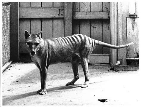 Tasmanian Tiger Facts | Tasmanian Tiger Habitat & Diet