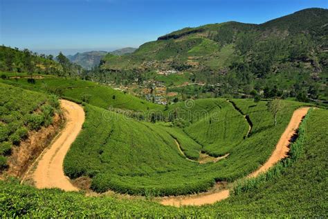 Sri Lanka, Green Tea Plantation Stock Image - Image of highland, beautiful: 104323179