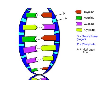 Dna Double Helix Drawing | Free download on ClipArtMag