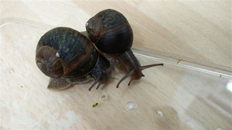 zoology - Snail species identification from the United Kingdom - Biology Stack Exchange