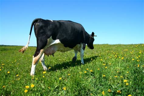 Cow landscape stock image. Image of pasture, blue, field - 5546431