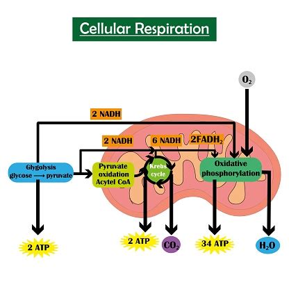 Cellular Respiration Infographic Study Content For Biology Students ...