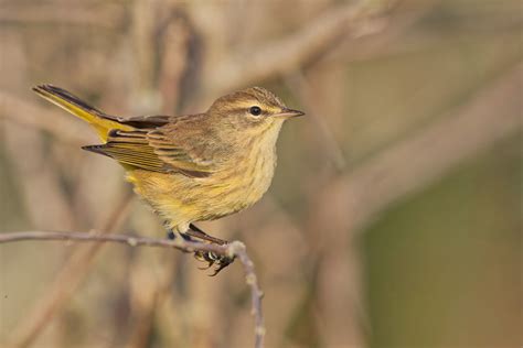 Palm Warbler | Zane Shantz | Flickr