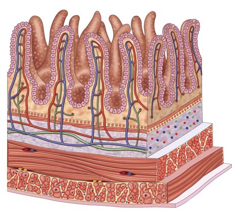 Intestino Delgado Fisiologia