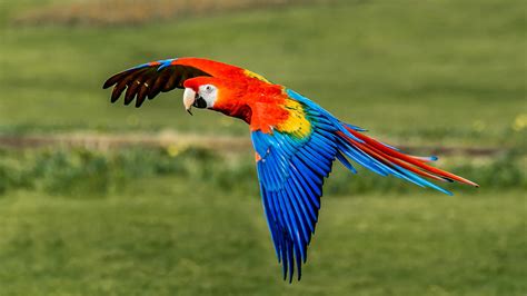 Scarlet Macaw Birds - Pet Profile of Scarlet Macaws