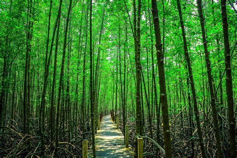 Mangrove Trees In Thailand Free Stock Photo - Public Domain Pictures