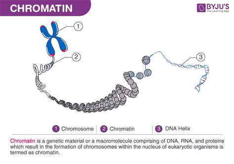 The Organisation of Eukaryotic Genome