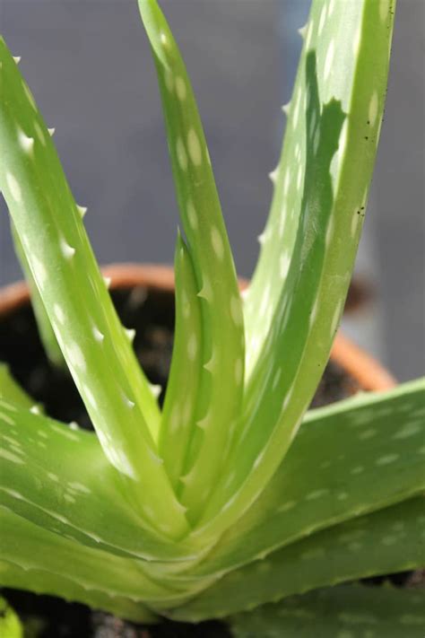 Aloe Vera Seeds, Learn How To Grow An Aloe Vera Plant At Home