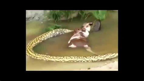 Snake eating cow alive,The world's largest snake is eating cow - YouTube