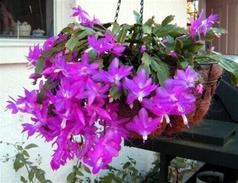 Purple Christmas Thanksgiving Cactus Magenta Cactus Live - Etsy