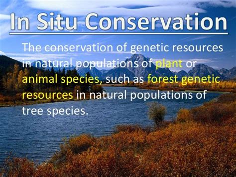 In Situ vs Ex Situ Conservation