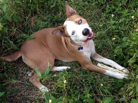 Alaskan Husky American Bulldog Mix | American bulldog mix, Alaskan ...