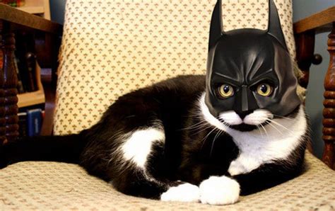 Funny Cats: Bat Cat