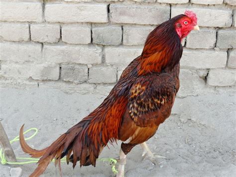 Some Aseel (اصیل) Roosters in Pakistan | Bird breeds, Beautiful chickens, Game fowl