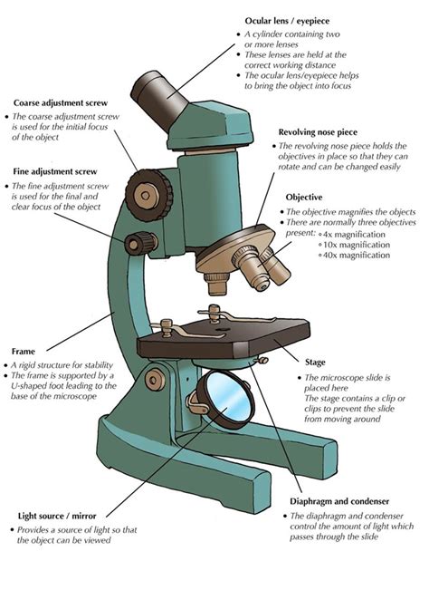 Microscope Diagram And Functions