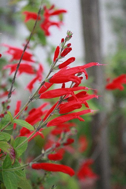 Pineapple Sage Flowers Edible - Thuem Garden Plant