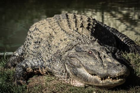 Are There Crocodiles in Florida? – Fauna Facts