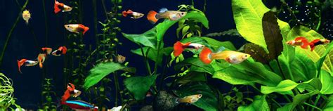 Top 10 Best Nano Fish For Your Tank (Buyer's Guide)