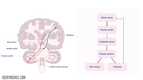 Cerebellar Cortex Diagram