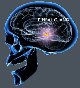 Jean Claude's INFOWAR: The Pineal Gland, Our Spiritual Third Eye