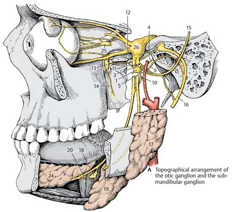 Otic Ganglion