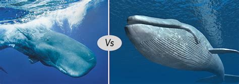 Blue whale vs Sperm Whale difference and fight comparison - Discover animal