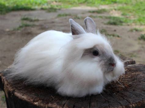 Fluffy Rabbit Breeds: Top 5