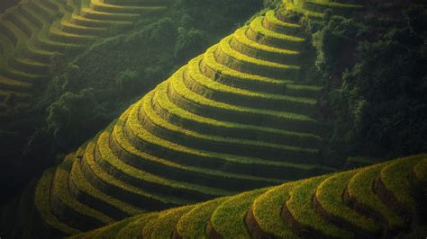 Rice Terraces Bali Indonesia UHD 4K Wallpaper | Pixelz