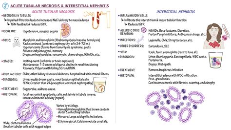 Pathology: Acute Tubular Necrosis & Interstitial Nephritis | ditki ...