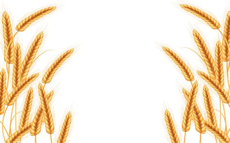 Wheat vector illustration. 10929353 Vector Art at Vecteezy