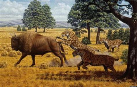 Saber-Toothed Cat Extinction Not Caused By Starvation, Tooth Fossils ...