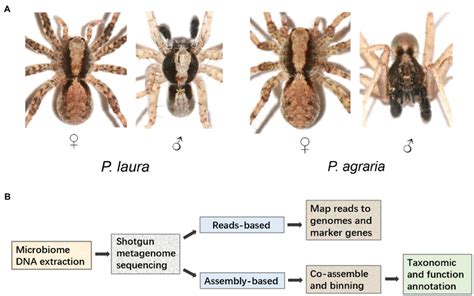 Factors Affecting Habitat Selection by Wolf Spiders