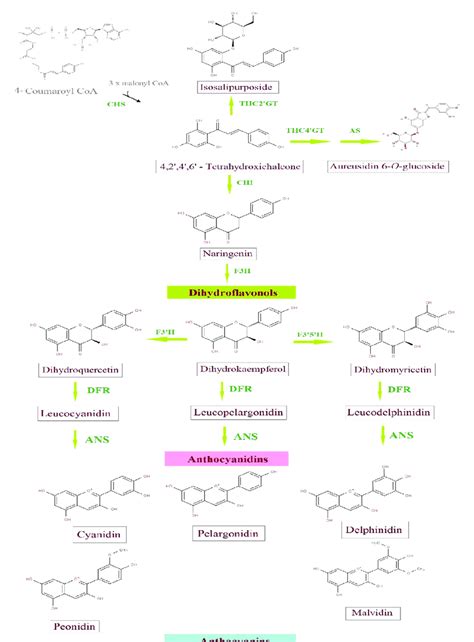 The biosynthetic pathway leading to the biosynthesis of anthocyanidins... | Download Scientific ...