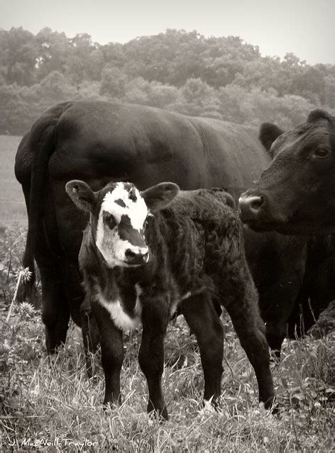 Black Baldy Calf | Flickr - Photo Sharing!