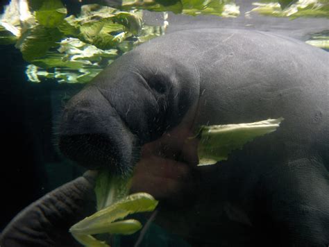 Save The Manatee | Popular Science