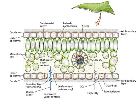 LEAVES ARE PHOTOSYNTHETIC MACHINES - Study Solutions