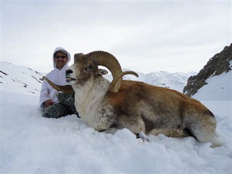 Subspecies of Argali Sheep » Outdoors International