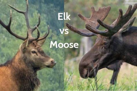 Elk vs Moose, Differences, How to Tell, a Quick Guide