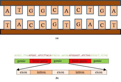 The structure of DNA sequence. This figure shows the structure of DNA ...