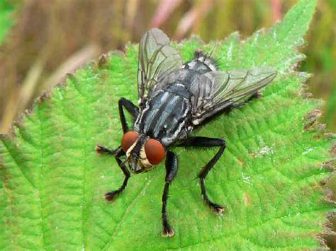 Types of Flies: Pictures and Fly Identification Help - Green Nature