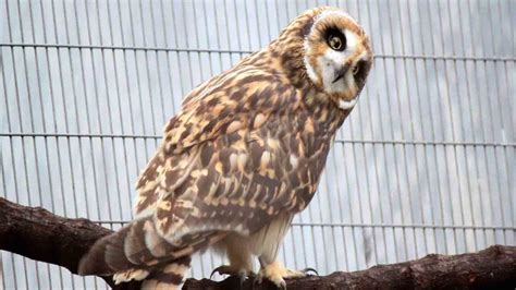 Hawaiian Short Eared-Owl (Pueo) - Honolulu Zoo Society