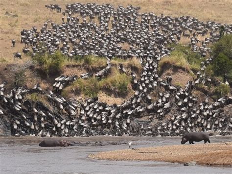 The Spectacular Maasai Mara Wildebeest Migration Begins | Majira ...