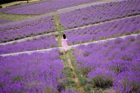 2021 Lavender fields of Furano — the wandering cam