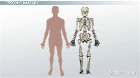 Endoskeleton & Exoskeleton Lesson for Kids - Lesson | Study.com