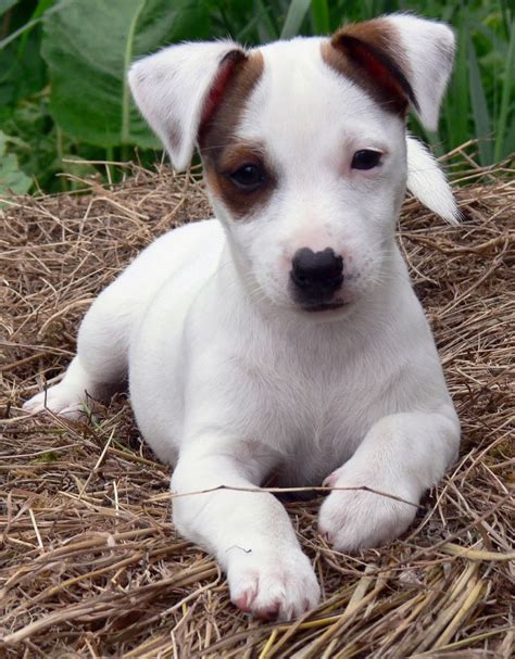 Perros Jack Russell, Jack Russell Terrier Puppies, Jack Russell Dogs, Terrier Dogs, Puppies And ...