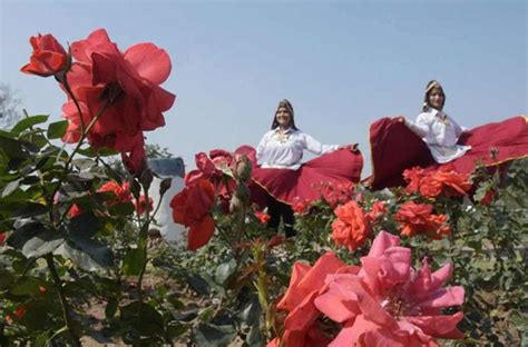 Visit The Most Celebrated Flower Festival: The Rose Festival Chandigarh