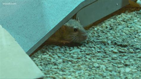 DC works to run out rats, 11,000+ complaints in recent report | wusa9.com